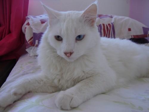 Procura-se gato branco