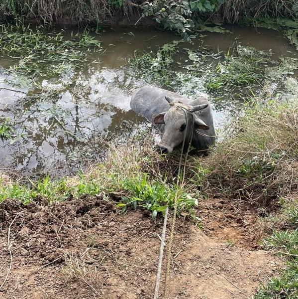 Vaca presa em córrego é resgatada pelo Corpo de Bombeiros em Tubarão