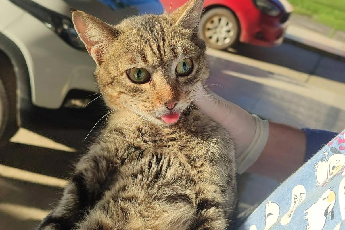 Siderópolis realiza nona edição do mutirão de castração e atende mais 57 animais