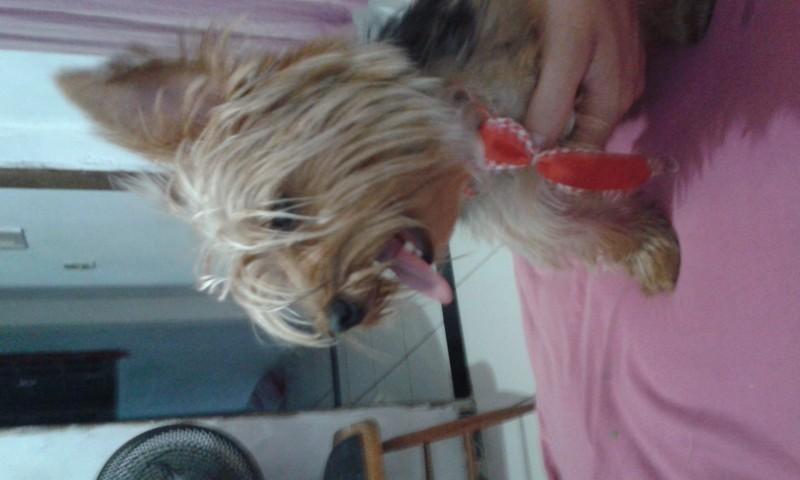 Animal encontrado no bairro Pinheirinho