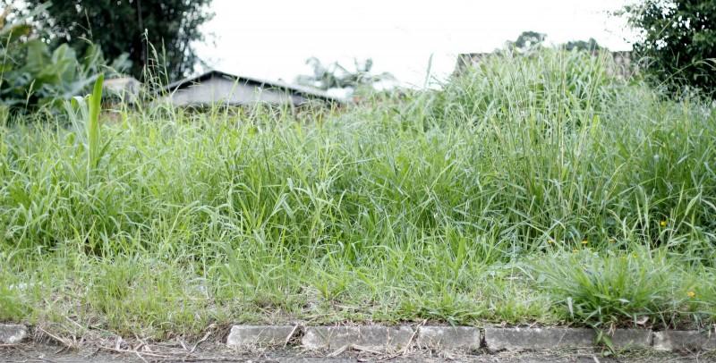 Com empresas habilitadas, limpeza de terrenos baldios terá início