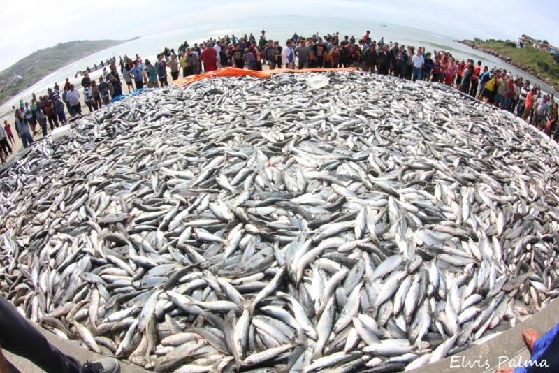 Pesca artesanal da tainha liberada a partir da próxima segunda-feira
