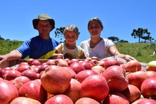 Santa Catarina terá uma das melhores safras de maçã da história