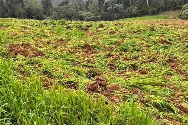 Vídeo: PM descobre plantação com 138 mil pés de maconha em Santa Catarina