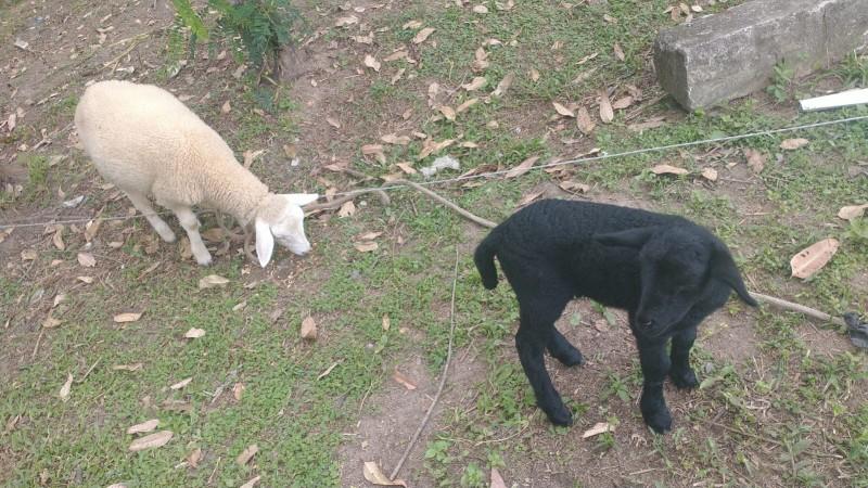 Ovelhas furtadas são encontradas em sítio em Criciúma