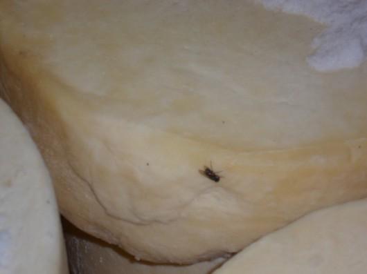 Mais de 12 toneladas de queijo armazenadas em local com fezes de rato