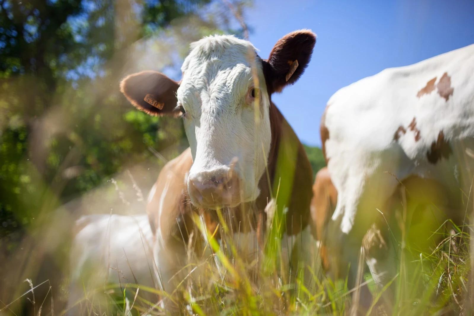 Produtora tem vaca furtada às margens de rodovia durante a madrugada