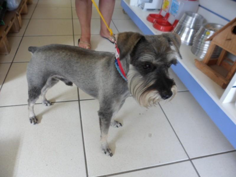 ENCONTRADO!! Animal encontrado no bairro Operária