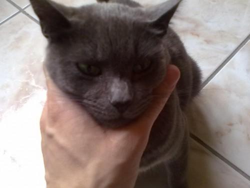Encontrei uma gata, ela precisa de um dono