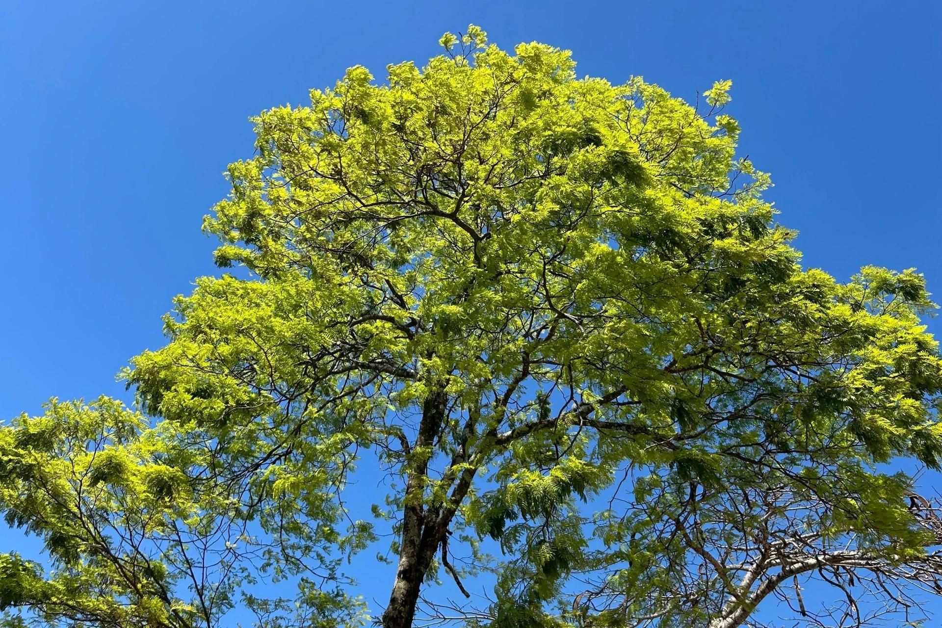 Sol predomina e temperaturas chegam aos 31°C em Criciúma neste domingo