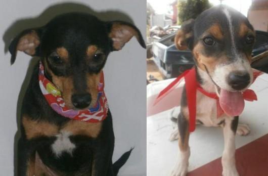 Doam-se cães irmãos