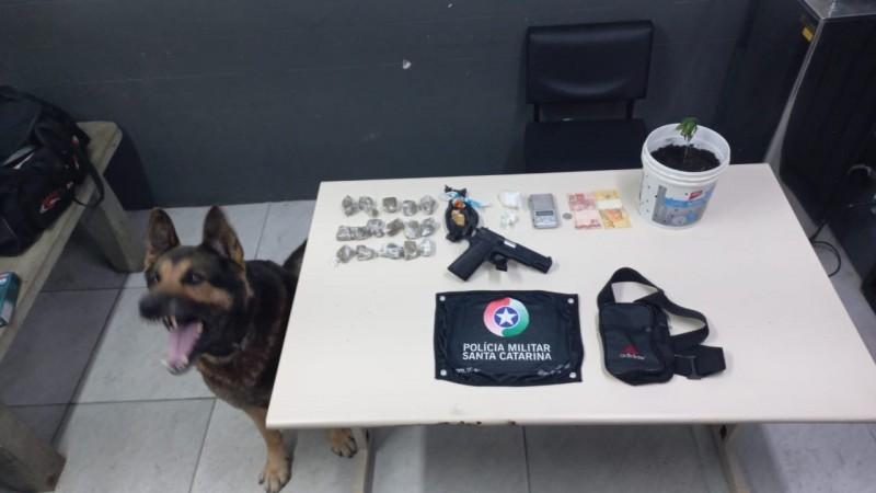 Estufa com pé de maconha e porções de drogas são apreendidas em Criciúma