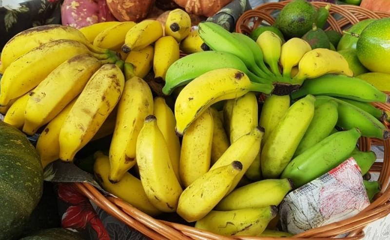 Pedidos de mudas de banana gratuitas podem ser feitos até o mês de agosto em Criciúma 
