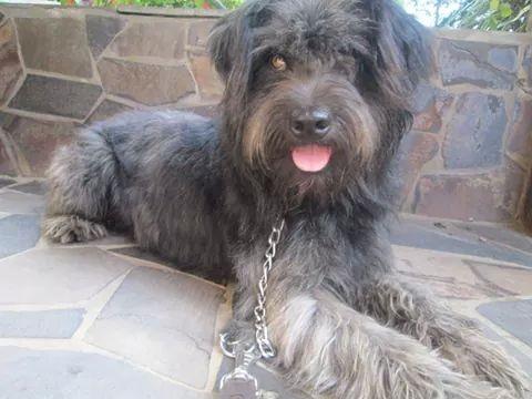 Animal encontrado no bairro Santa Barbara 