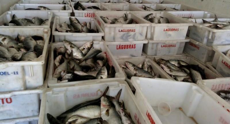Após a temporada da tainha, pesca da anchova ainda não emplacou na região Sul