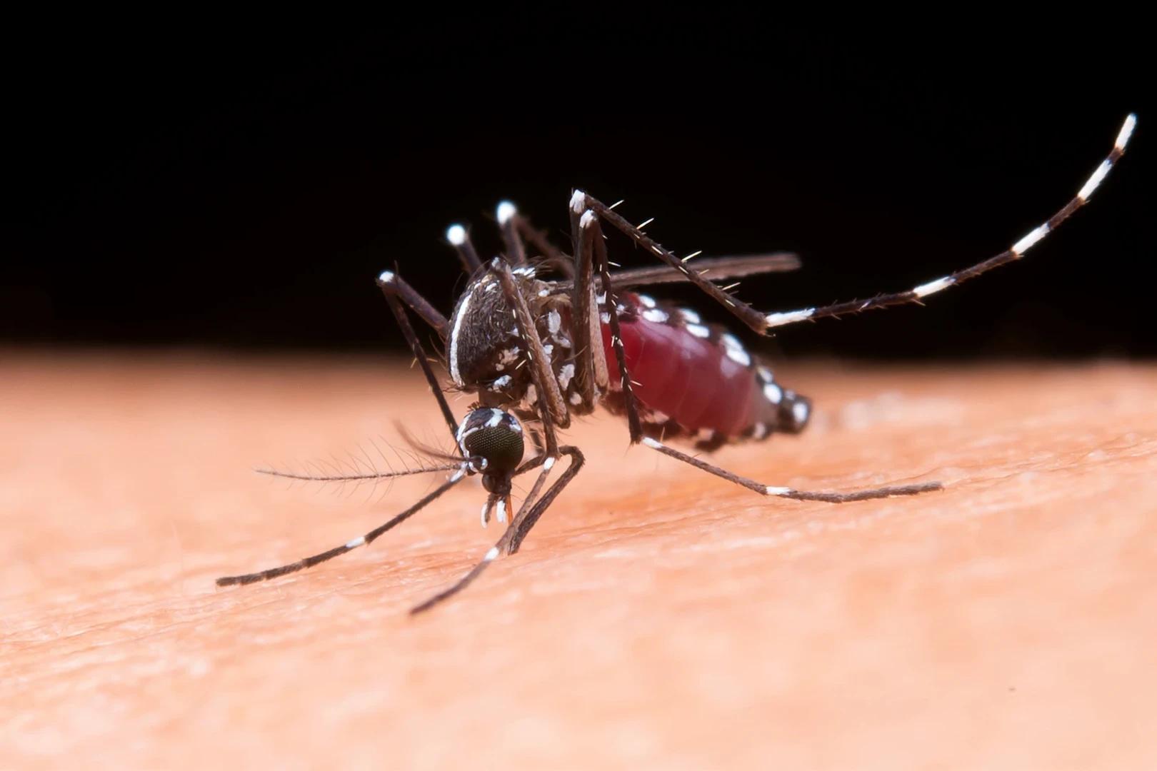 Cuidado com a dengue deve ser intensificado no verão