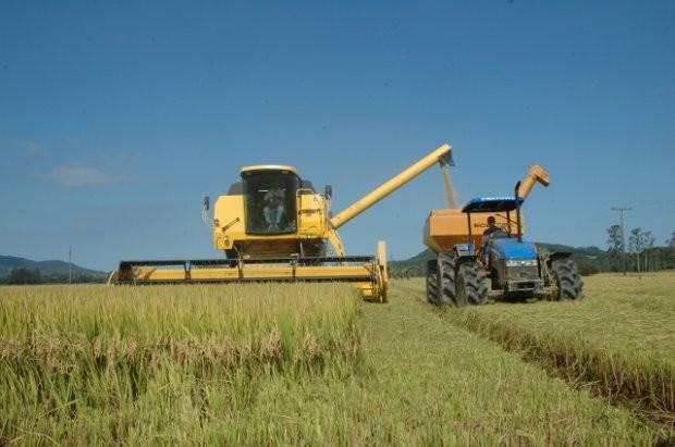 Apesar de redução na área cultivada, safra de arroz permanece estável em SC