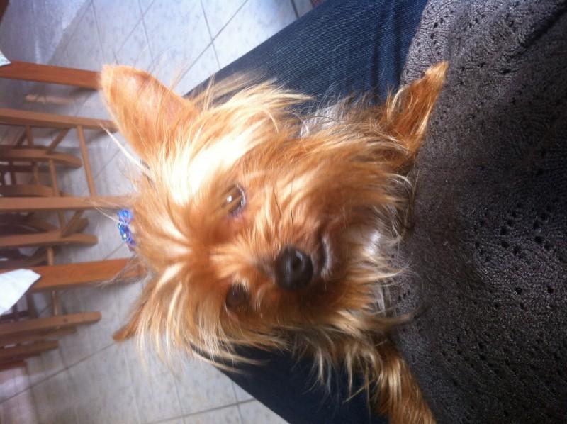 Animal encontrado no bairro Jaridim Elisabete