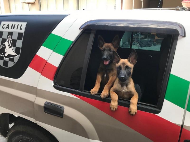 Polícia Militar recebe dois novos cães em Laguna 