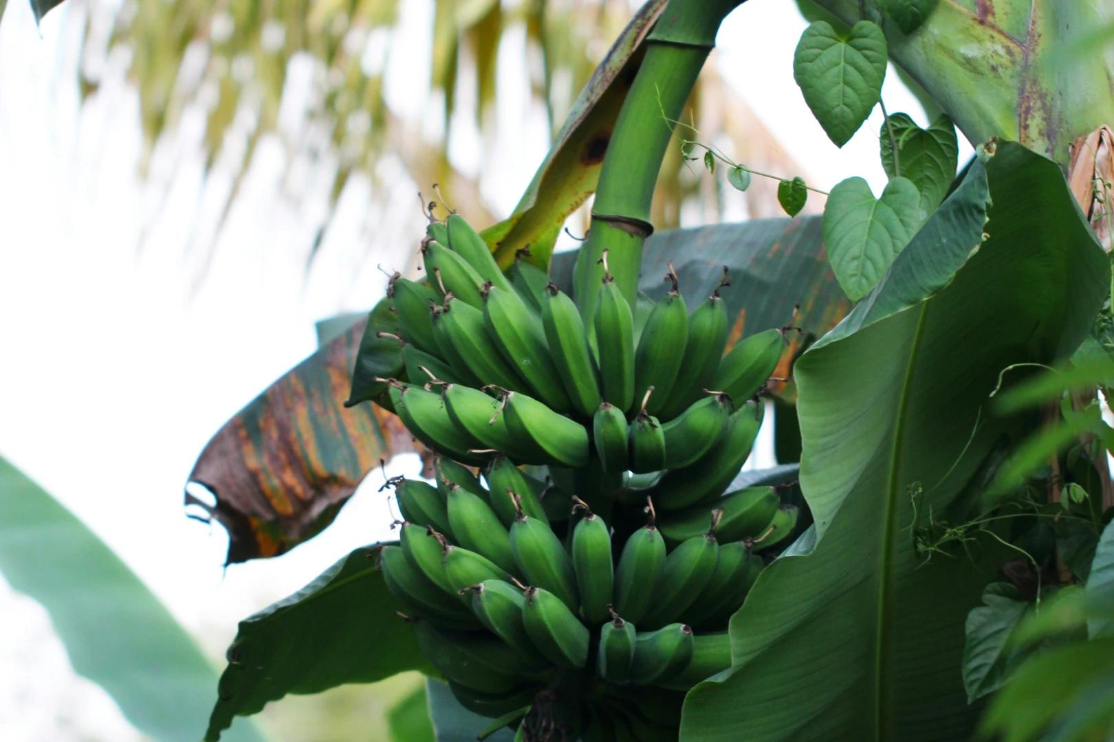 Dia Municipal da Festa da Banana é instituído em Criciúma