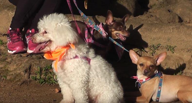 Passeador de cães: opção para exercitar e trazer diversão para o cãozinho