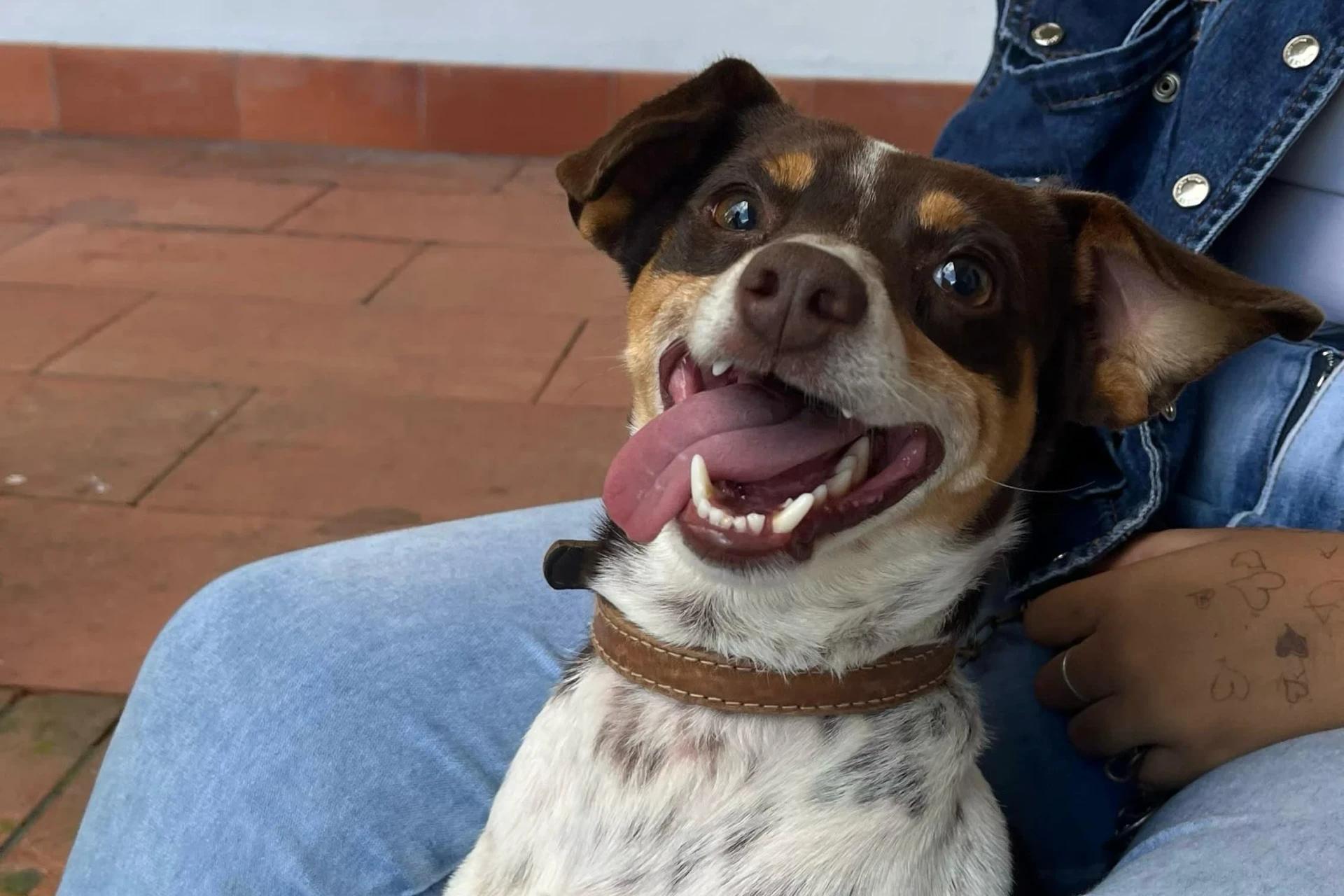 Siderópolis realiza sexta edição do mutirão de castração e atinge 230 animais esterilizados