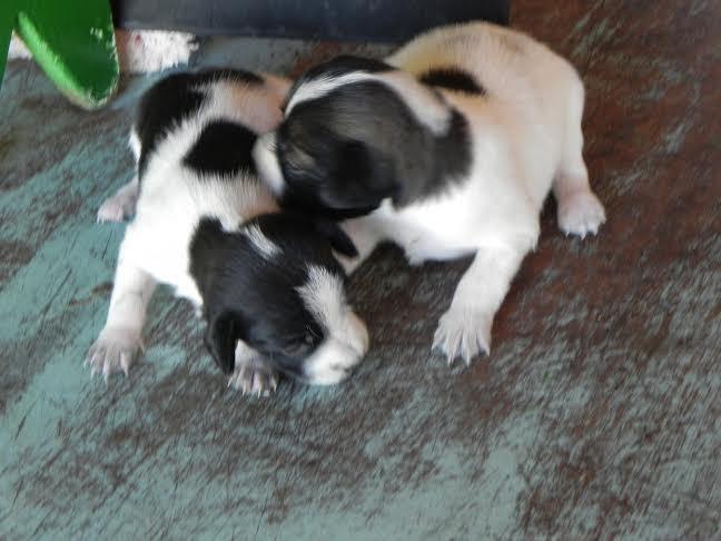 Forquilhinha realiza 1ª Feira de Adoção de Animais