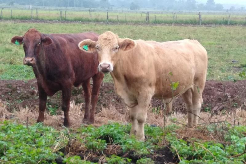 Pecuária de Praia Grande agora conta com inseminação artificial gratuita  