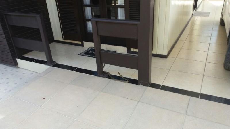 Cobras em residências assustam moradores de Criciúma
