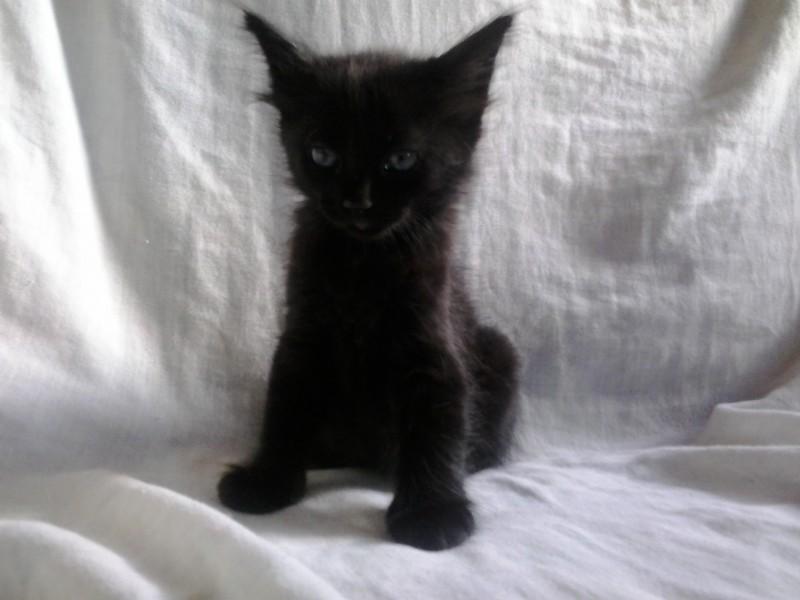 Animal para doação - Gato Angora Macho 2 Meses Para Doação
