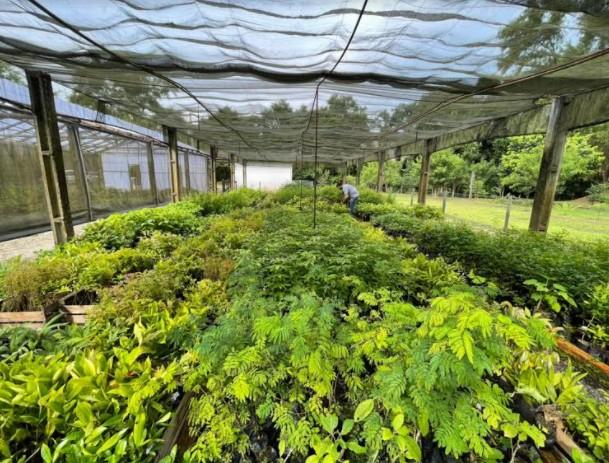 Viveiro Municipal de Braço do Norte recebe doação de mais de 5.400 mudas