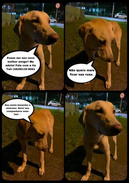 Animal para doação - Luck