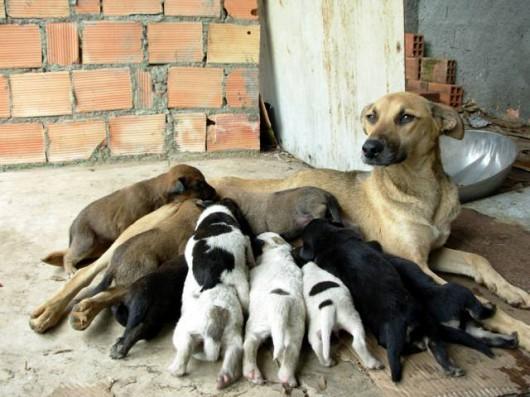 Falta de recursos inviabiliza atendimento veterinário