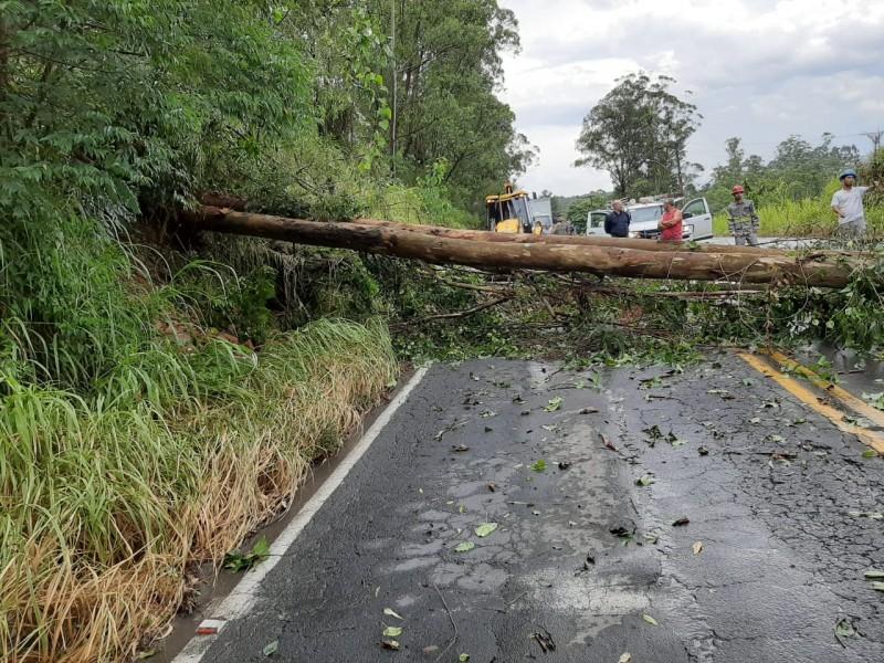 Queda de árvore bloqueou a SC-108 entre Urussanga e Orleans