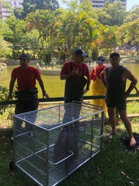 Famcri e Corpo de Bombeiros capturam capivara na Praça do Congresso
