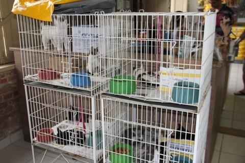 Novas normas proíbem exposições de animais em gaiolas