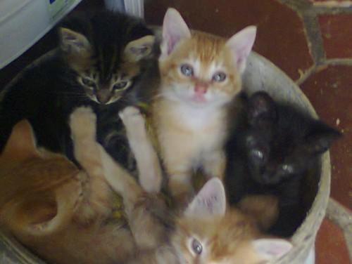 Gatinhos para doação
