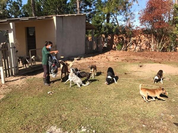 ONG cria campanha online em busca de recursos para manter abrigo de animais