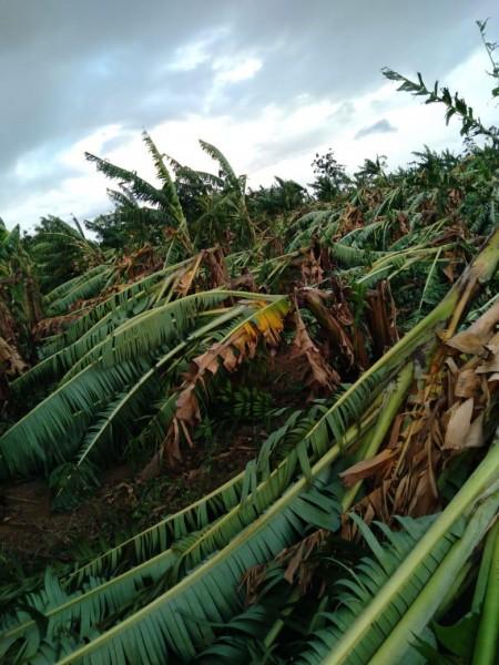 Ventania destrói plantações de bananas e produtores têm prejuízo