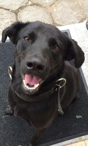 Animal encontrado no bairro Pinheirinho
