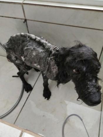 Cão vítima de maus-tratos é resgatado em Tubarão