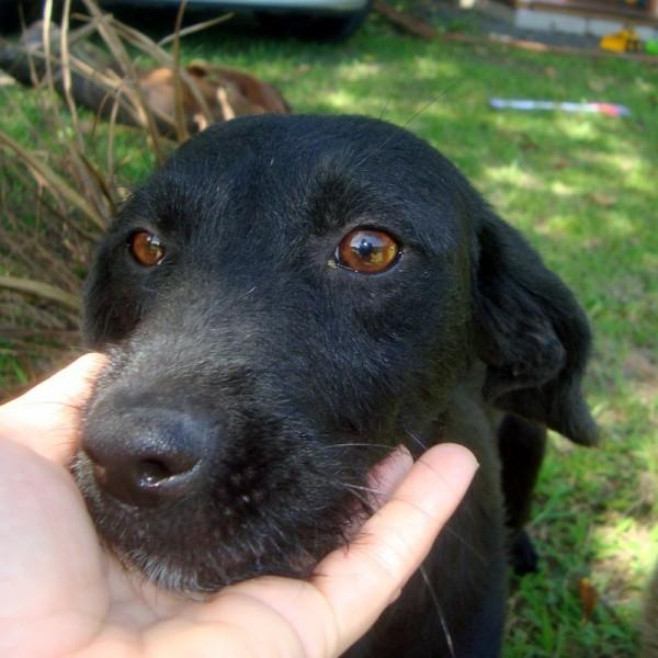 Doa-se cachorra dastrada