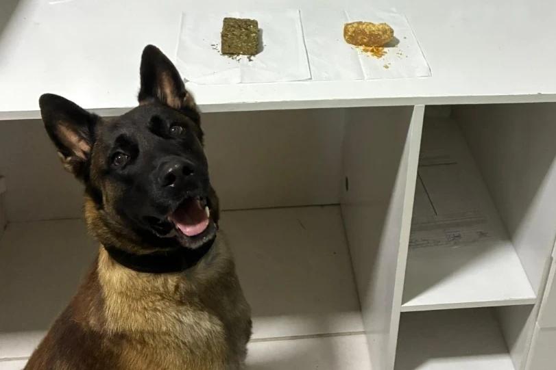 Criciúma: com ajuda de cão de faro, PM apreende porções de maconha e crack