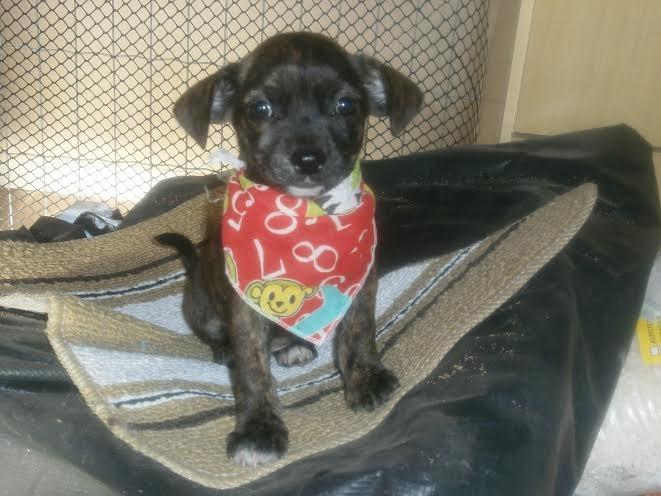 Minnie para adoção