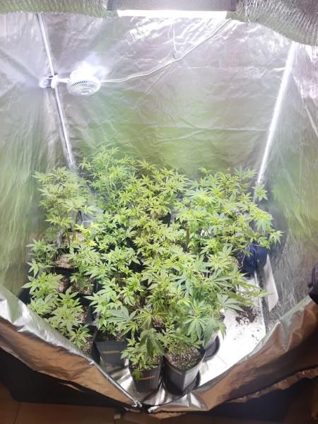 Polícia Militar encontra estufa com 29 pés de maconha em Forquilhinha 