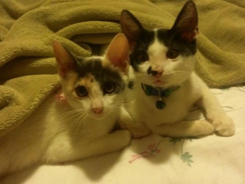 Gatos para doação