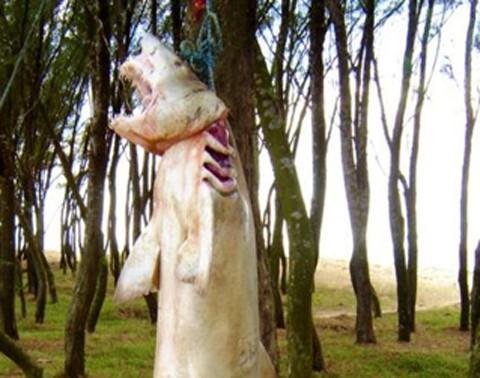 Pescadores encontram tubarão em Jaguaruna