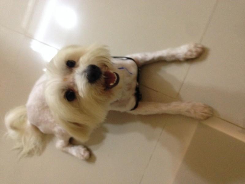 Animal encontrado no bairro Mãe Luzia