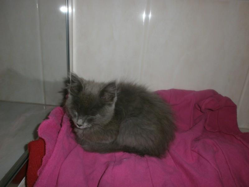 Animal encontrado no bairro Santa Bárbara