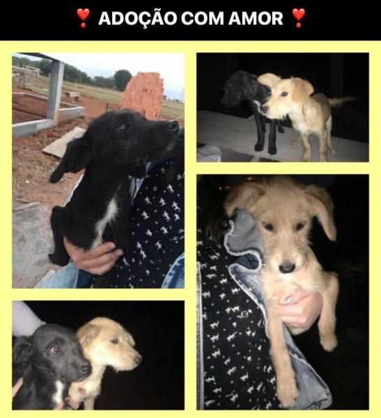 ADOTADOS - Animal encontrado no bairro Santa Isabel